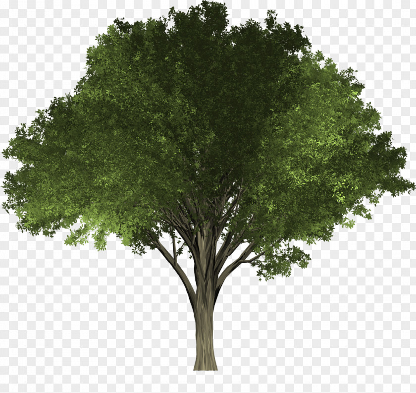Tree Shade Elm Woody Plant Oak PNG