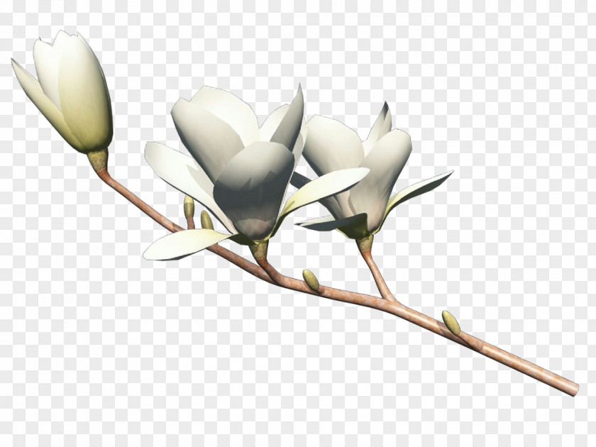 Magnolia Family Pedicel Flower Plant Flowering Branch Bud PNG