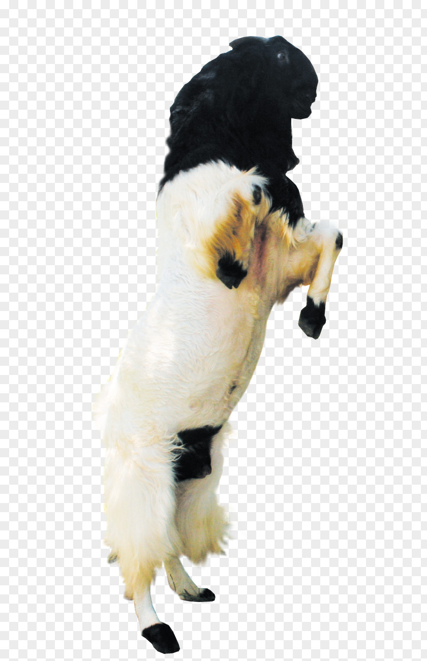 Milk Jamnapari Goat Saanen Boer PNG