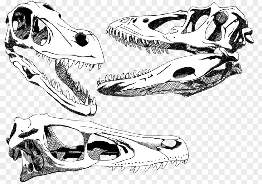 Skull-drawing Velociraptor Skull Tyrannosaurus Triceratops Painting PNG