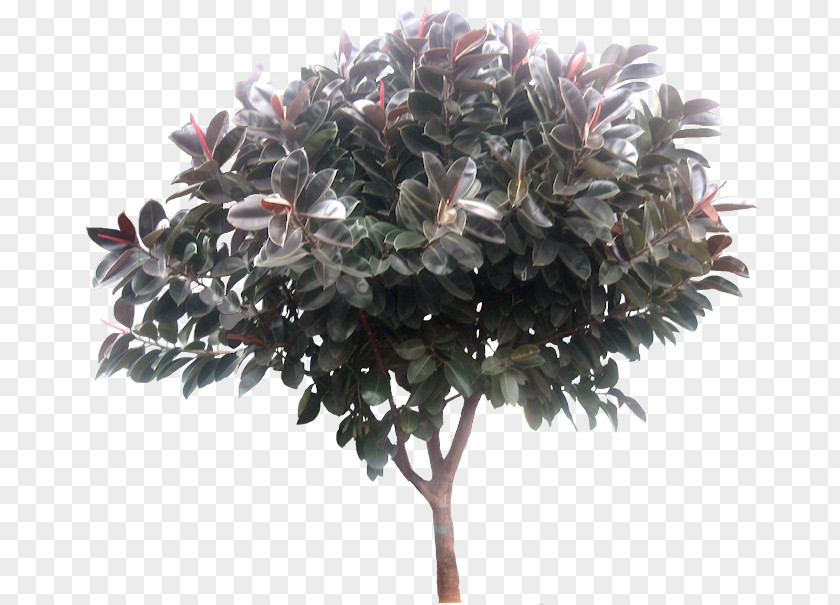 Tree Rubber Fig Ravenala Madagascariensis PNG
