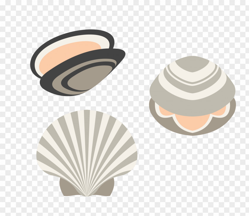 Vector Seashell Shell Material Euclidean PNG