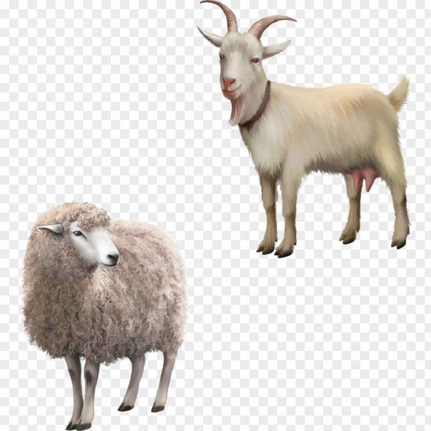 Cartoon Sheep Rove Goat Stock Photography Royalty-free Clip Art PNG