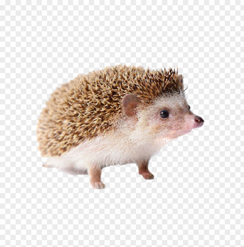 Cute Hedgehog Domesticated Four-toed Porcupine PNG