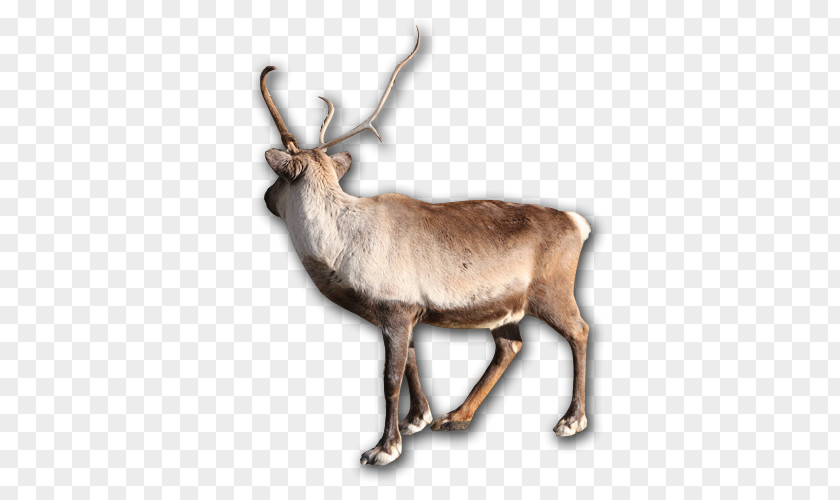 Deer Reindeer Elk Horn Animal Wildlife PNG