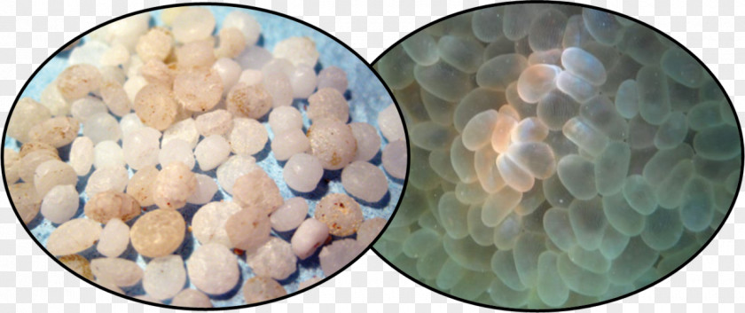 Ocean Trash Plastic Particle Water Pollution Microplastics Material Pelletizing PNG