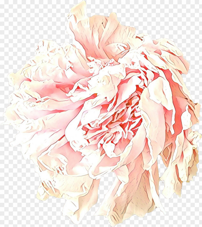 Pink Flower Cut Flowers Peony Plant PNG