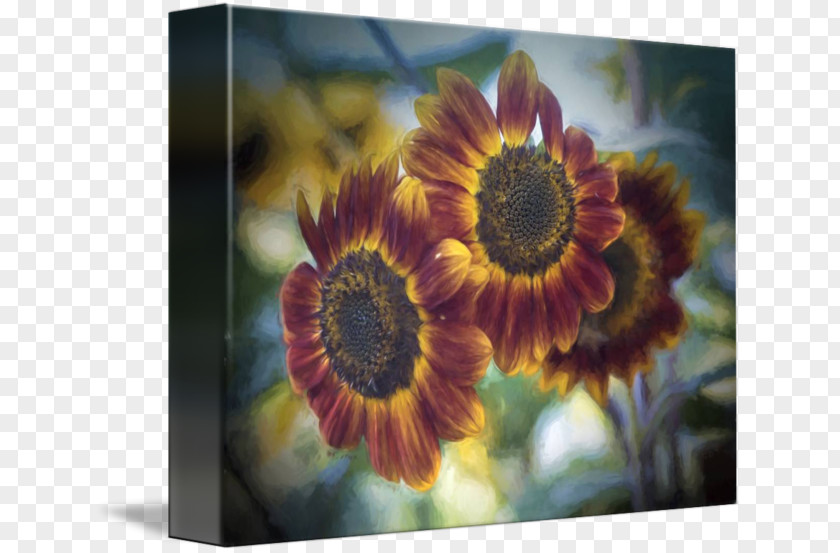 Watercolor Sunflower Common Seed Daisy Family Petal PNG