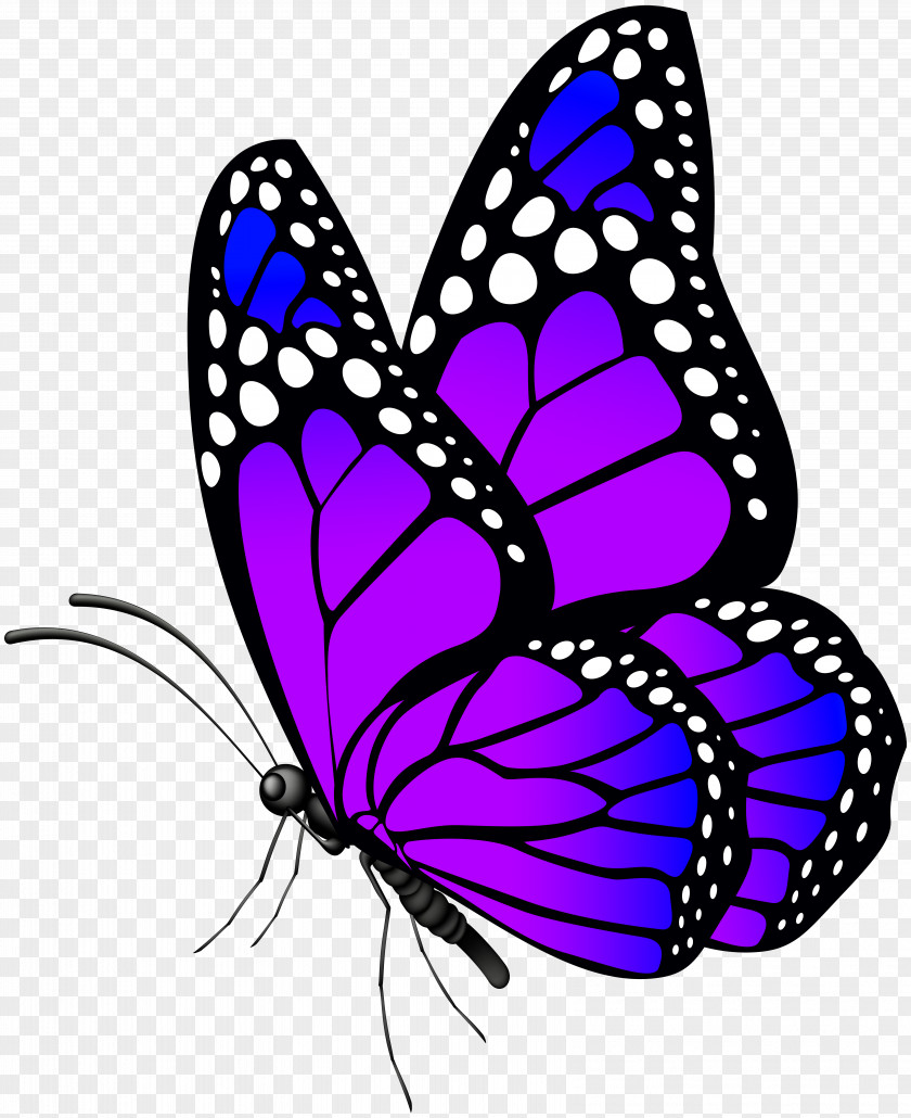 Butterfly Purple Clip Art Image PNG