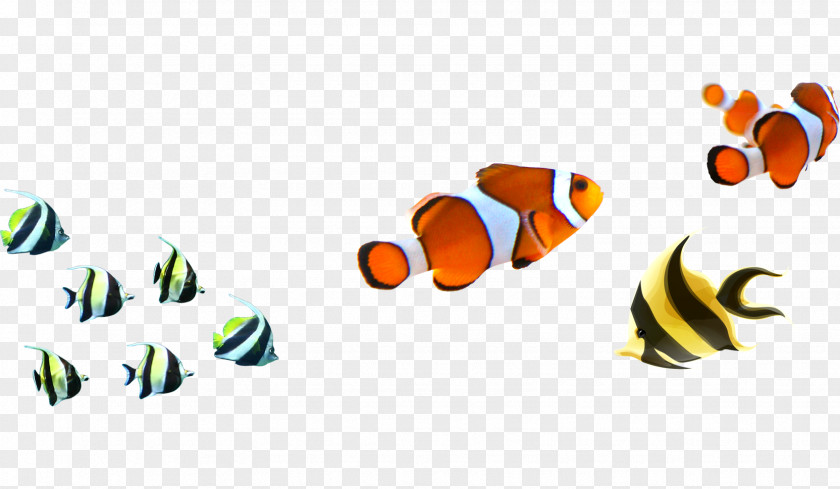 Fish Pictures Angelfish Clownfish Clip Art PNG