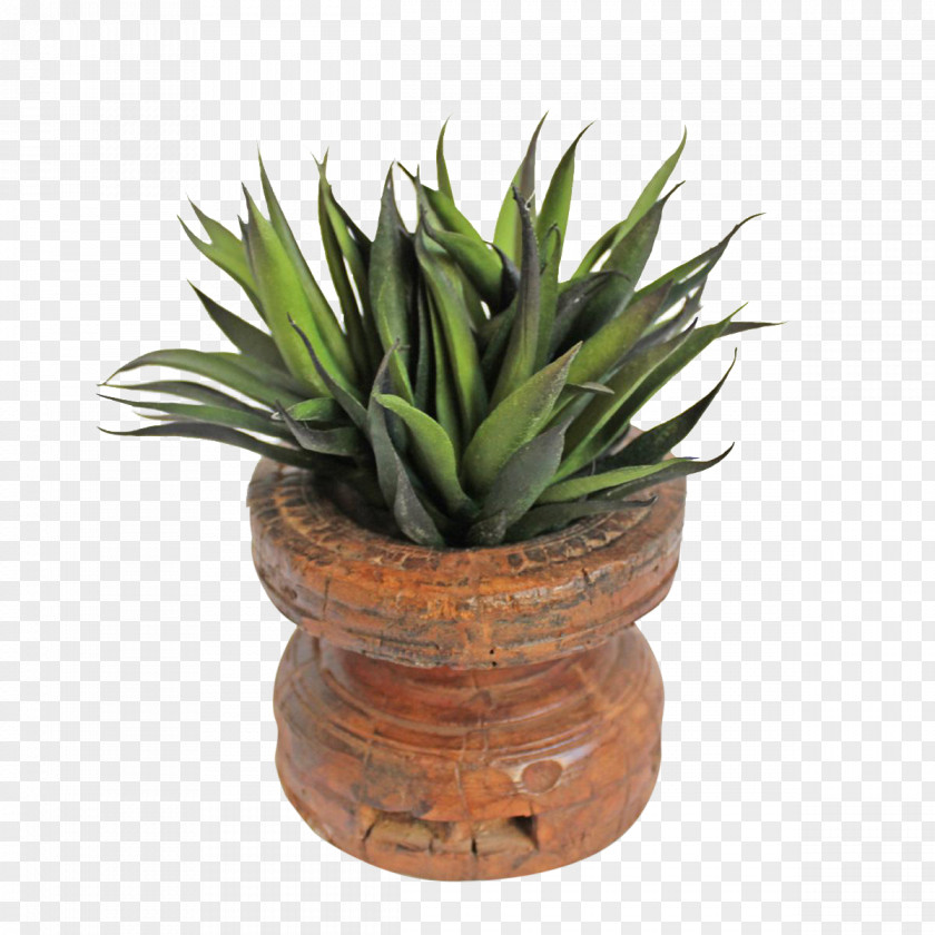 Fleshy Rosette Succulents Succulent Plant Flowerpot Houseplant Agave Wood PNG