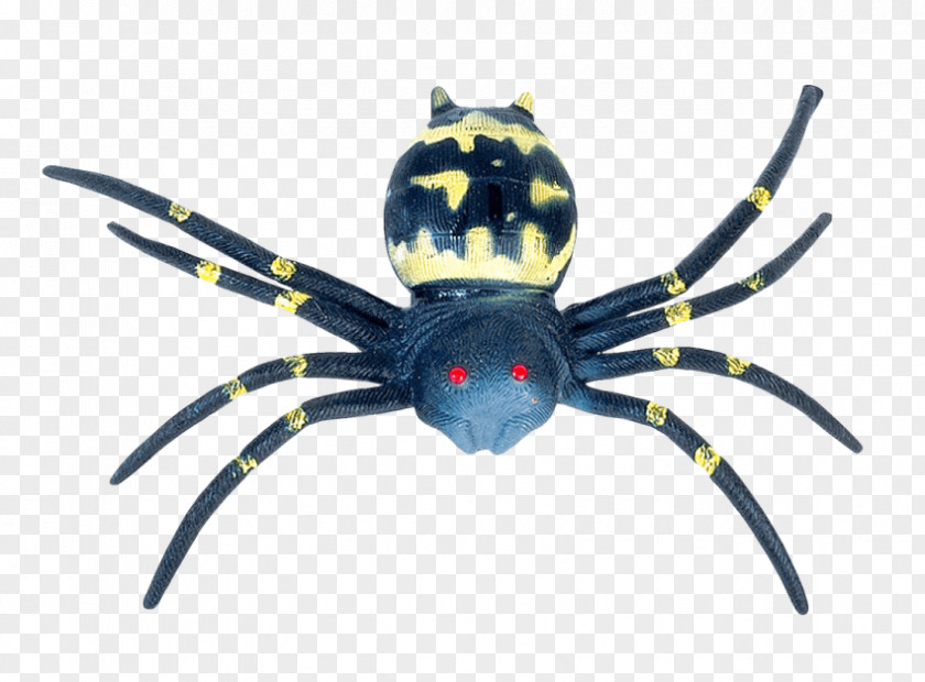Spider Southern Black Widow Image Transparency PNG