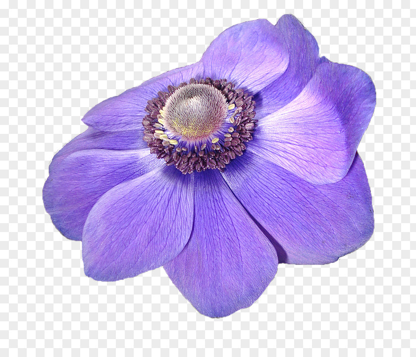 Violet Anemone Flower Image Light PNG