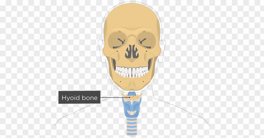 Triangular Border Hyoid Bone Facial Skeleton Lacrimal Anatomy PNG