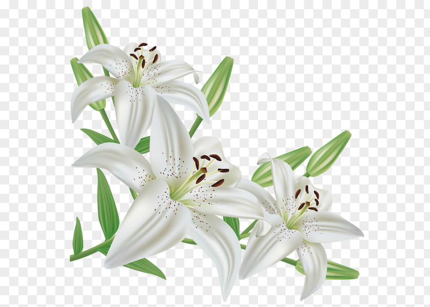 White Roses Lilium Candidum Easter Lily Flower Clip Art PNG