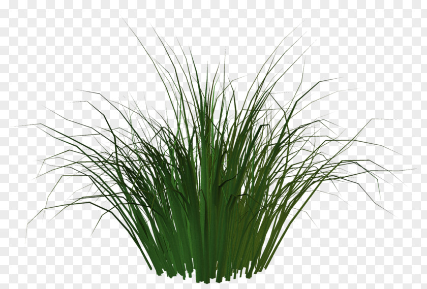 Artificial Turf Carpet Plant AstroTurf PNG
