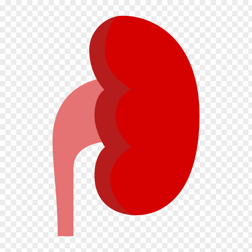Chronic Kidney Disease Computer Icons Organ PNG kidney disease , s Office clipart PNG