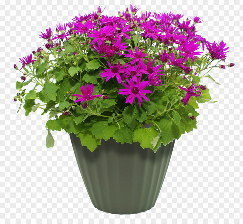 Flower Flowerpot Container Garden Plant PNG