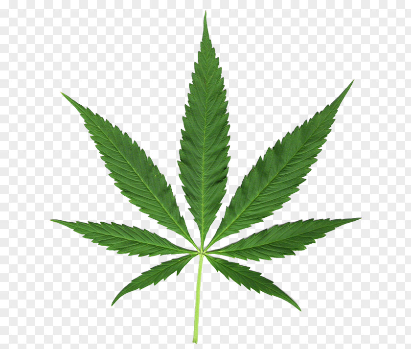 Hemp Medical Cannabis Leaf Clip Art PNG