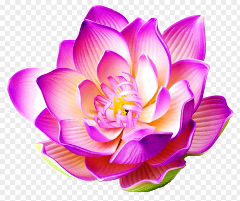 Lotus Bloom Nelumbo Nucifera Stock Photography Flower Water Lily PNG