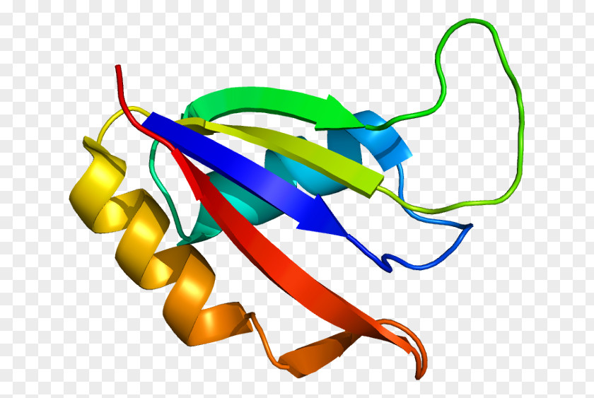 Osteoblast ALYREF Protein Exon Junction Complex Gene Wikipedia PNG