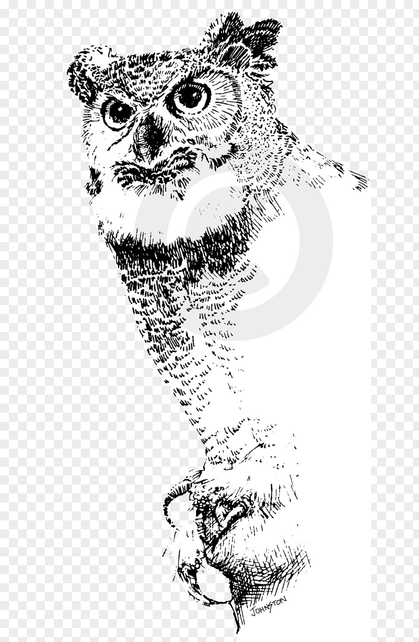 Owl Illustration Cat Homo Sapiens Mammal Canidae Sketch PNG