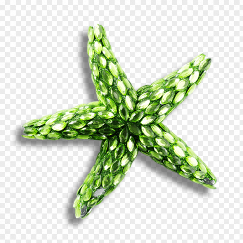 Starfish Creative PNG