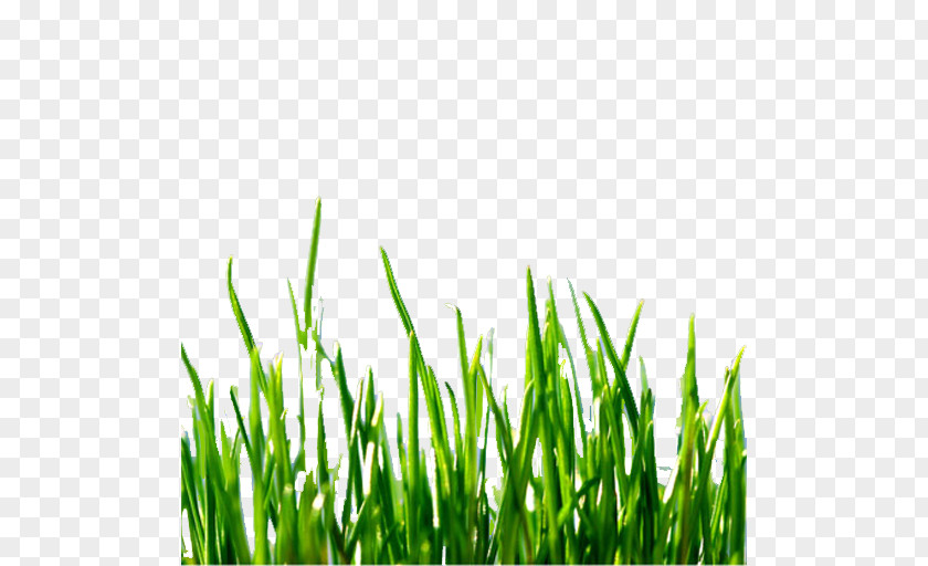 Technology Lawn Mowers Green Computing Invention PNG