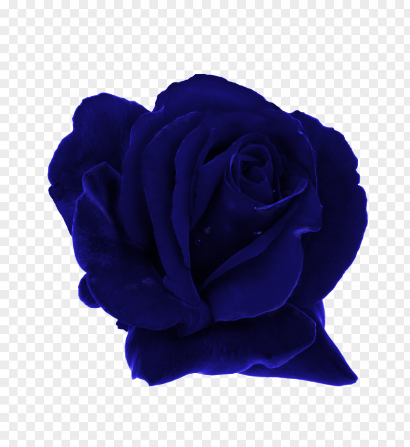 Blue Rose Garden Roses Rosaceae Dew PNG