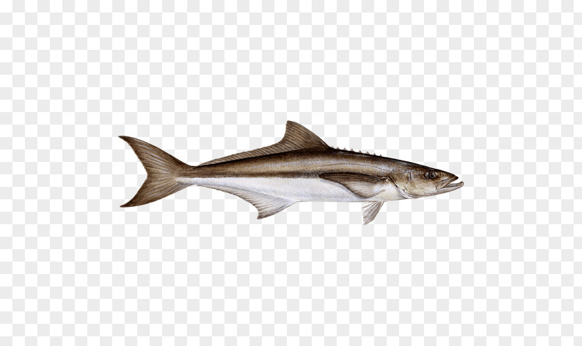 Cobia Destin Fish Water Grouper PNG