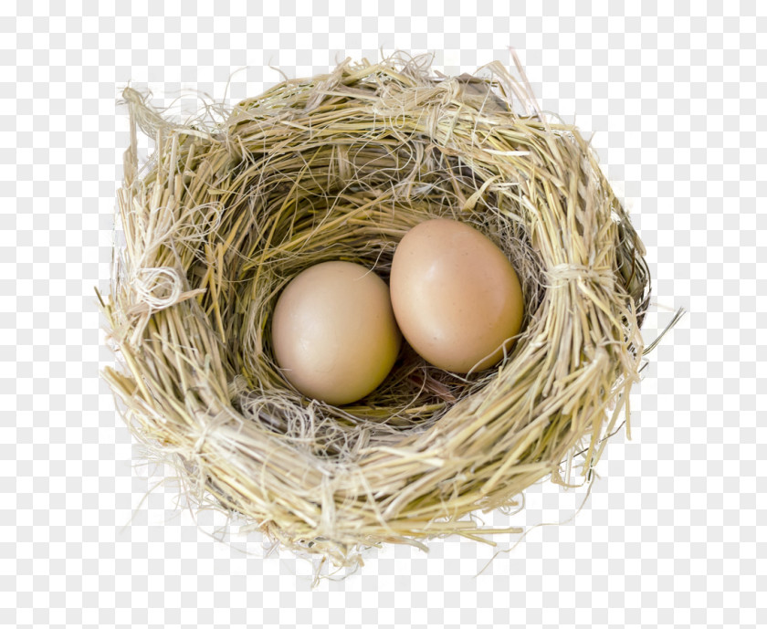 Egg Bird Nest PNG
