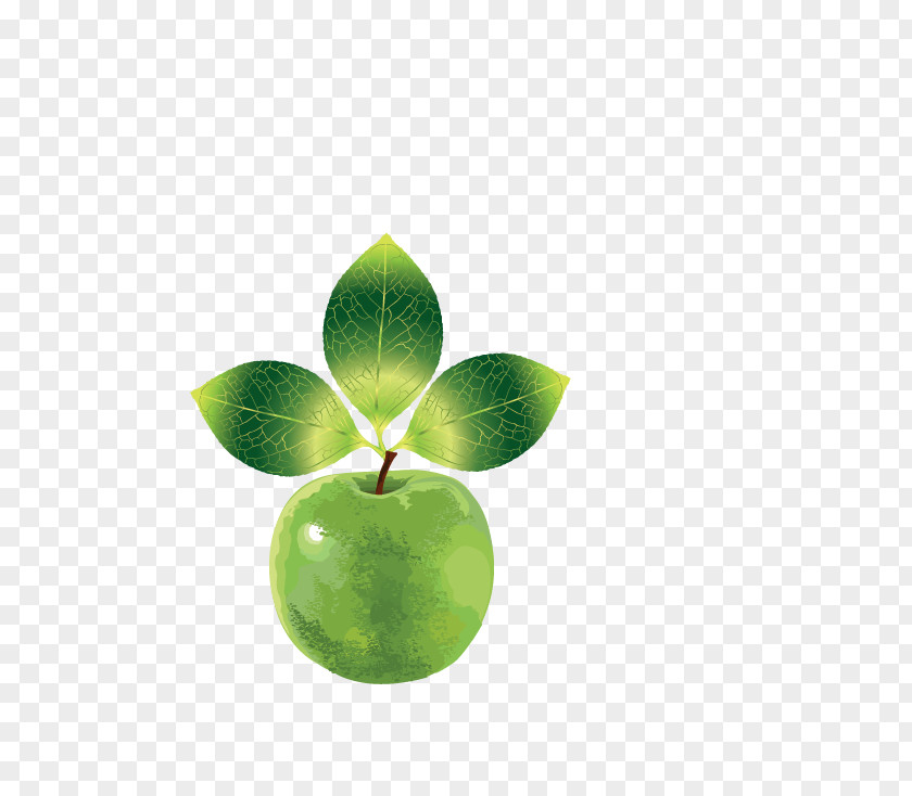 Green Apple Logo Clip Art PNG