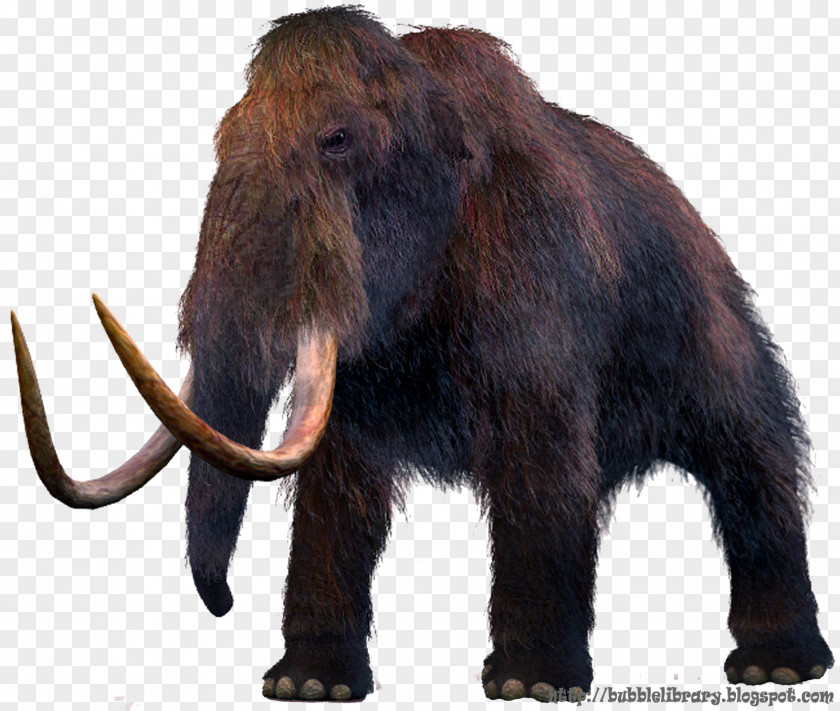 Ice Age Mammuthus Meridionalis Woolly Mammoth Columbian Extinction Rhinoceros PNG