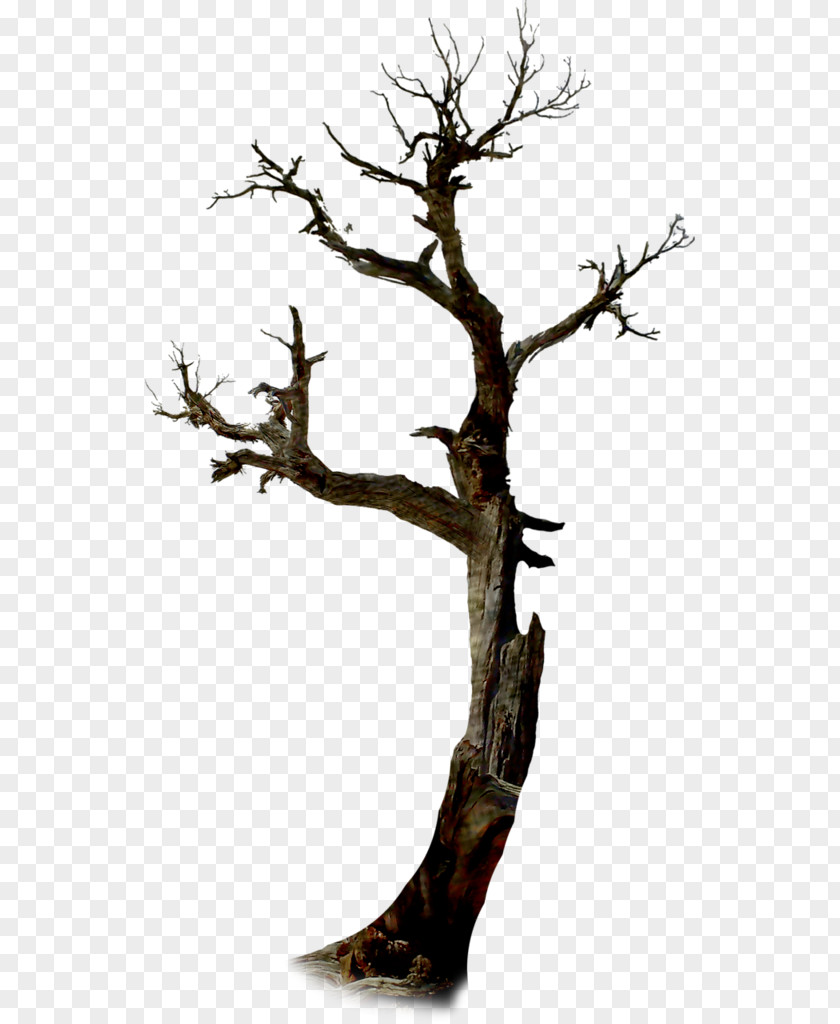 Tree Twig Halloween Branch PNG