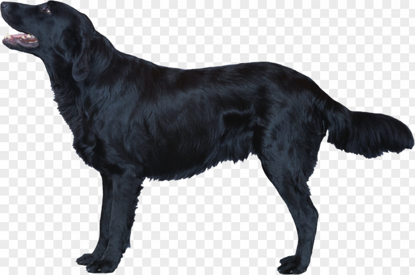 Dog Flat-Coated Retriever Labrador Irish Setter Borador Newfoundland PNG