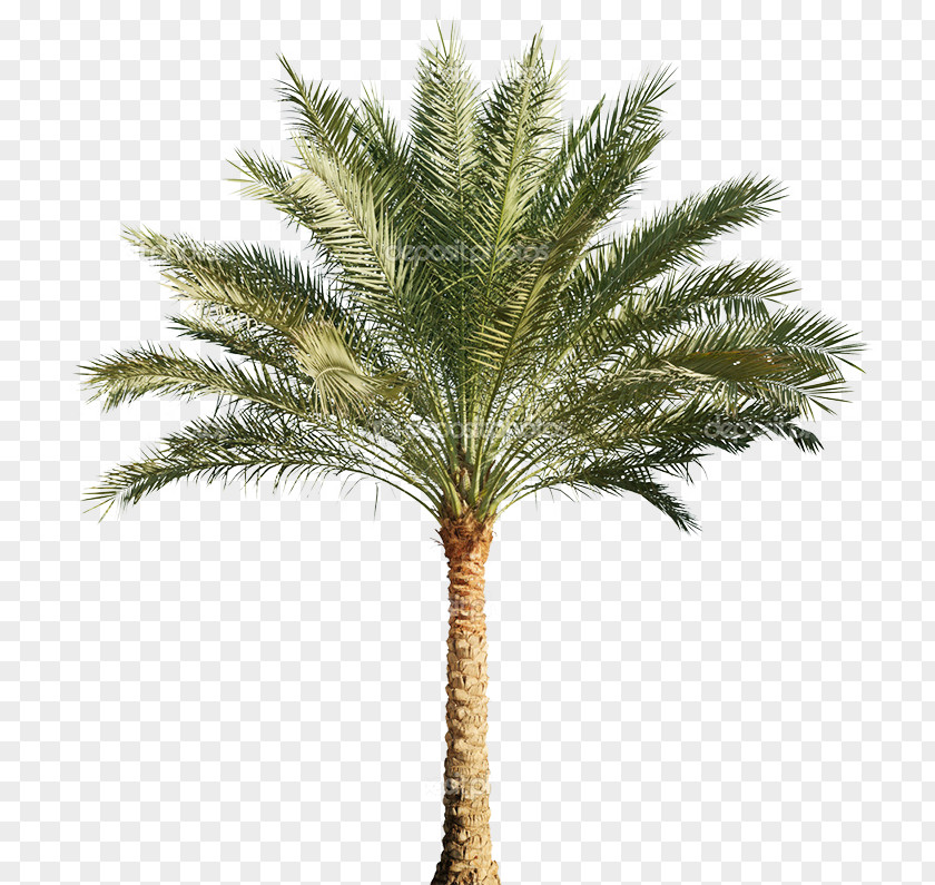 Tree Arecaceae Stock Photography Pygmy Date Palm PNG