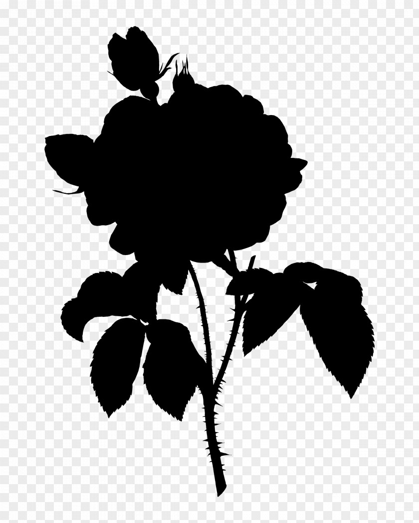 Botanical Rose Flowering Plant Clip Art PNG