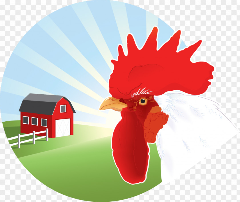Fight Chicken Vector Farm Illustration PNG