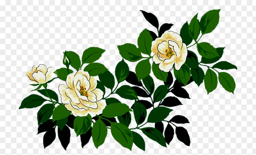 Flower Centifolia Roses Cut Flowers Garden Floral Design PNG