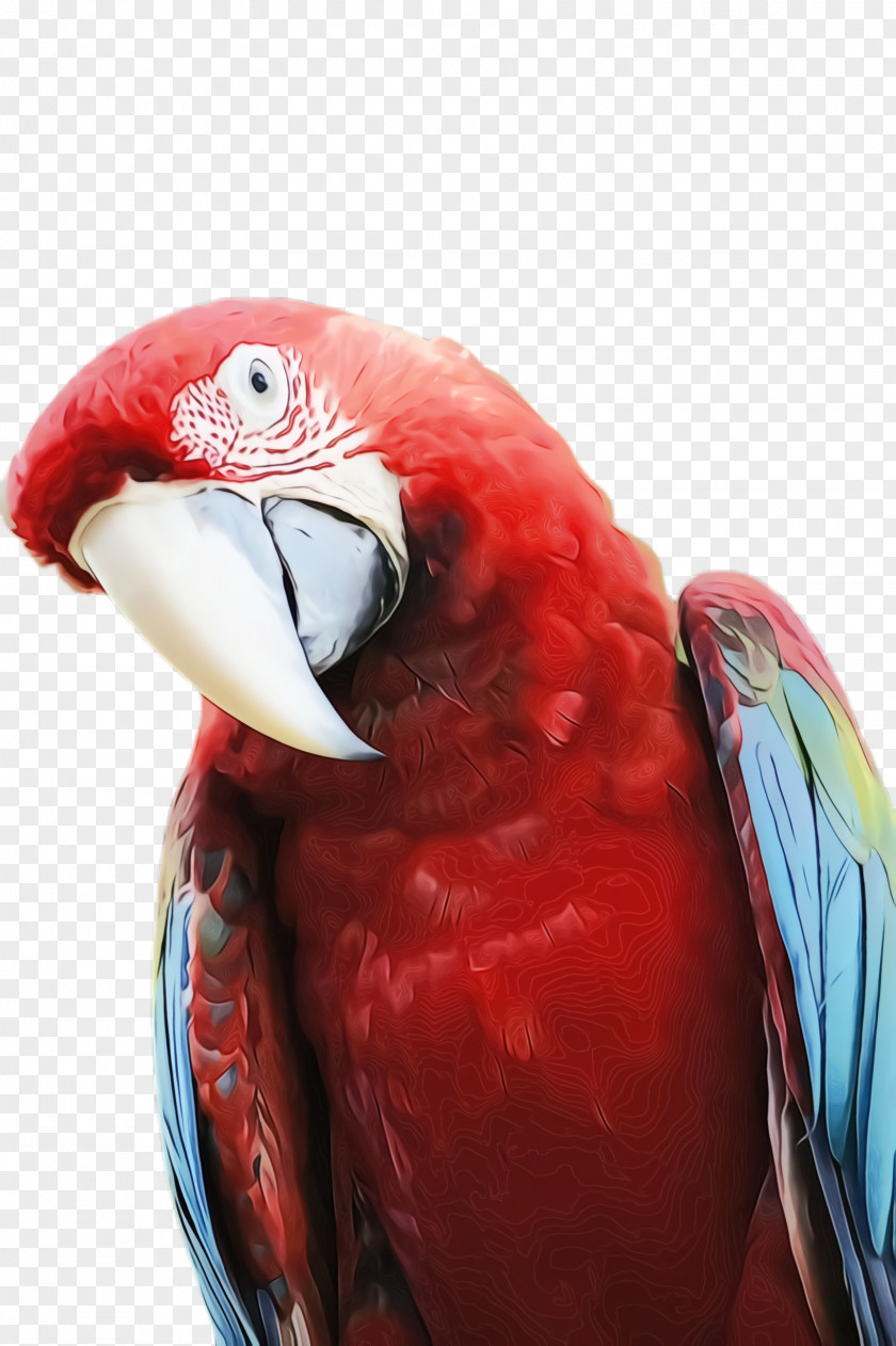 Parakeet Feather Colorful Background PNG