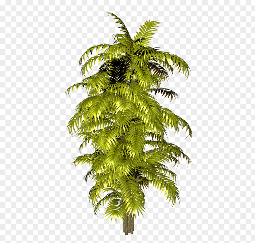 Vf Arecaceae DeviantArt Photography Clip Art PNG