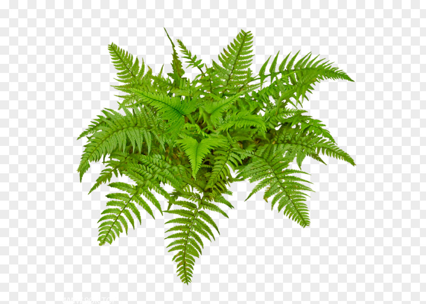 Areca Somun Clip Art Fern Vascular Plant Image PNG