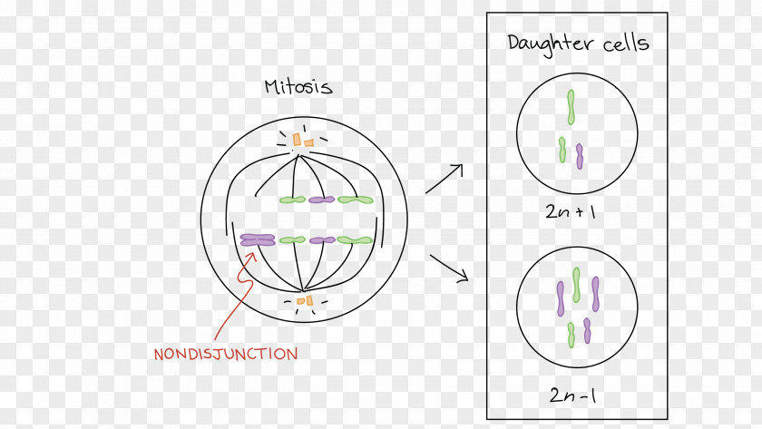 Down Syndrome Mitosis Prophase Meiosis Chromosome Anaphase PNG