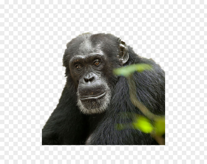 Meng Stay Orangutans Common Chimpanzee Orangutan Gorilla Ape Bonobo PNG
