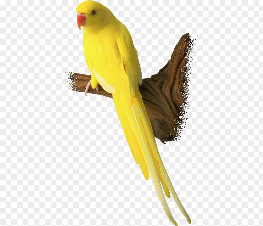 Bird Budgerigar Lovebird Parrot Day PNG