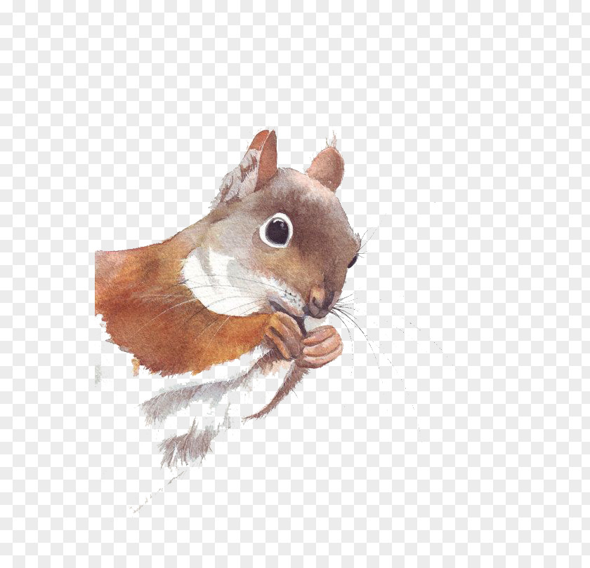Cute Squirrel PNG