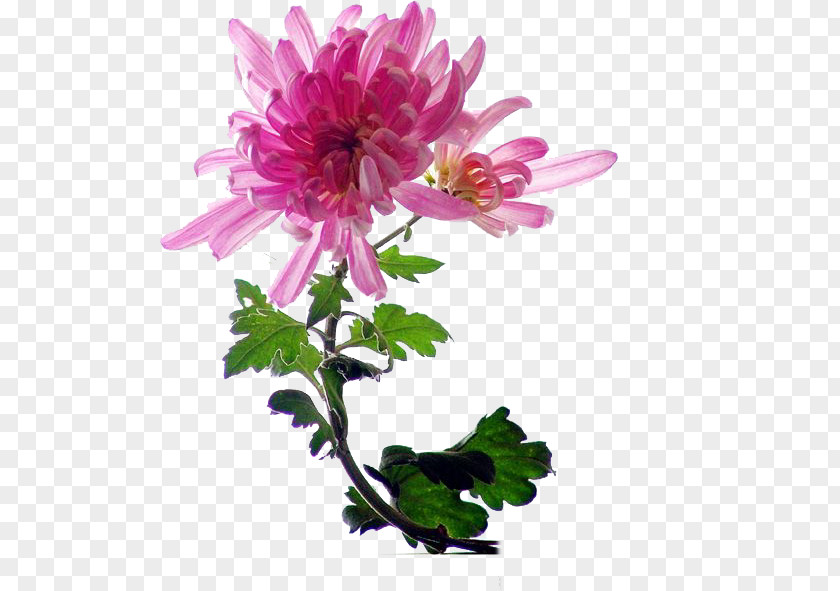 Fresh Pink Chrysanthemum Decoration Indicum Flower PNG