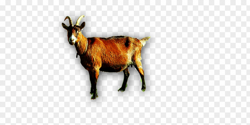 Goat Horns Sheep Cattle Horn PNG