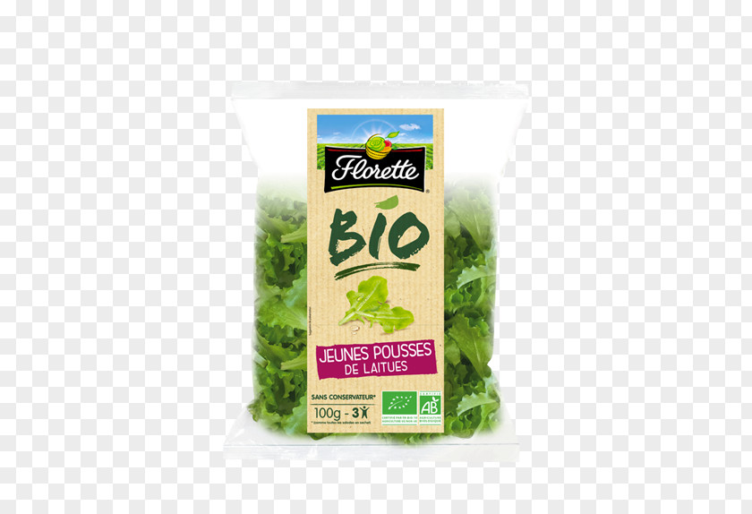 Salad Organic Food Leaf Vegetable Butterhead Lettuce Farming Shoot PNG