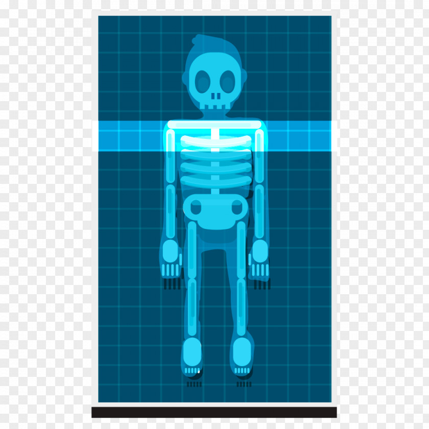 Skeleton Human Body X-ray Homo Sapiens PNG